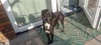 Statige, lieve Moortje ter adoptie!, Dieren en Toebehoren, Honden | Niet-rashonden, Particulier, Rabiës (hondsdolheid), 1 tot 2 jaar