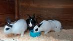 Voedsters te koop, Meerdere dieren