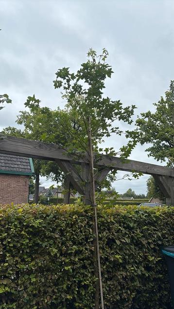 Amberboom  liquidamba beschikbaar voor biedingen