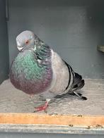 Canaria doffer, Dieren en Toebehoren, Vogels | Duiven, Mannelijk, Kropper