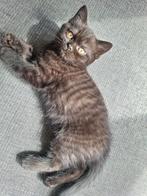 Prachtige Brits korthaar kitten, katertje, Dieren en Toebehoren, Katten en Kittens | Raskatten | Korthaar, Kater, Gechipt