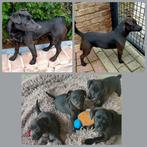 sportieve patterdale pups, Dieren en Toebehoren, Overige rassen, CDV (hondenziekte), 8 tot 15 weken, Meerdere
