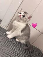 Kitten, Meerdere dieren, 0 tot 2 jaar