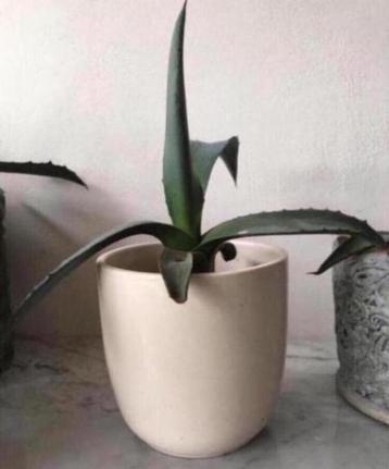 Vintage bloempotten modellen jaren ‘50 luxe kwaliteit beschikbaar voor biedingen