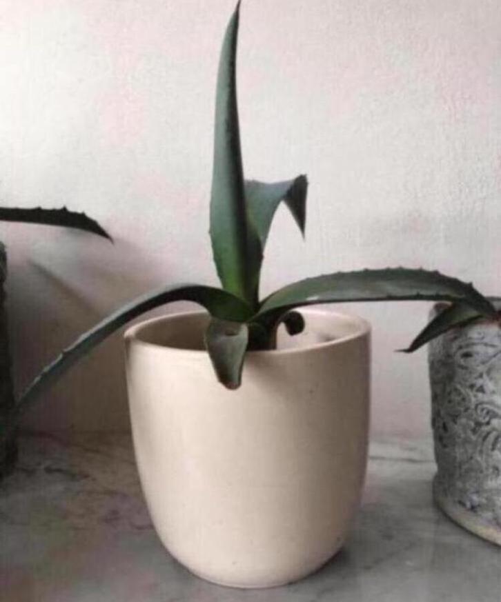 Vintage bloempotten modellen jaren ‘50 luxe kwaliteit, Tuin en Terras, Bloempotten, Zo goed als nieuw, Terracotta, Binnen, Minder dan 40 cm