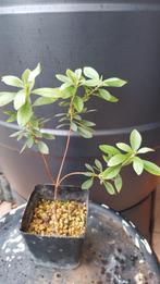 Satsuki Azalea Aikoku, Halfschaduw, Overige soorten, Lente, Minder dan 100 cm