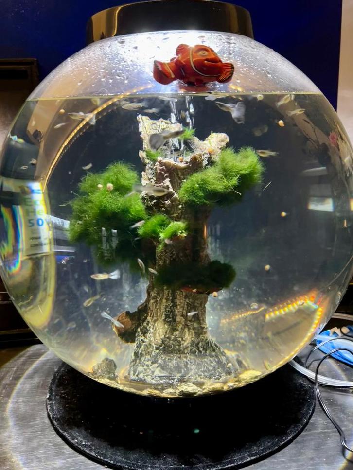 Biorb aquarium, Dieren en Toebehoren, Vissen | Aquaria en Toebehoren, Gebruikt, Gevuld zoetwateraquarium, Ophalen