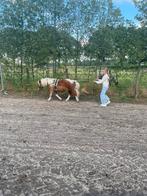 Verzorg pony’s aangeboden, Ophalen of Verzenden, Overige soorten