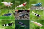 Caridina garnalen gezocht, Dieren en Toebehoren, Vissen | Aquariumvissen, Zoetwatervis, Kreeft, Krab of Garnaal, Schoolvis