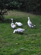 2 jonge boerenganzen, Dieren en Toebehoren, Meerdere dieren, Gans of Zwaan