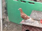 Kleurpostduif kleurpostduiven., Dieren en Toebehoren, Vogels | Duiven, Mannelijk, Postduif