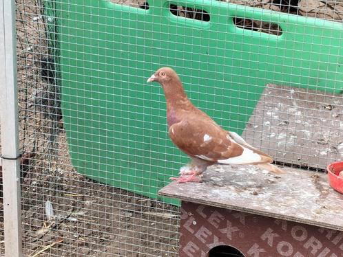 Kleurpostduif kleurpostduiven., Dieren en Toebehoren, Vogels | Duiven, Postduif, Mannelijk