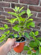 Hortensia strong Annabelle, Tuin en Terras, Planten | Tuinplanten, Ophalen, Zomer, Overige soorten, Halfschaduw