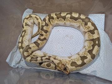 Python regius - Koningspython - Bamboo Enchi Fire beschikbaar voor biedingen