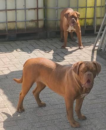 BORDENGDOG let op unieke outcross Bordeauxdog X Engelse bull beschikbaar voor biedingen
