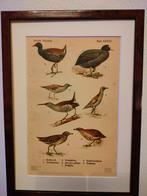 Litho Floericke Waterral Meerkoet Waterhoen Kwartel 1922, Antiek en Kunst, Ophalen of Verzenden