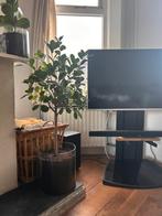 Ficus microcarpa boompje in glazen pot, Ophalen, Ficus, Halfschaduw, 100 tot 150 cm