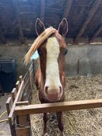 Welsh sectie B hengst 2 jaar en BONT KWPN veulen 2025, Dieren en Toebehoren, Paarden, Minder dan 160 cm, Gechipt, Dressuurpaard