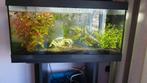 Te koop aquarium met neon tetra, gup, algeneter en garnalen, Ophalen, Zo goed als nieuw, Gevuld zoetwateraquarium