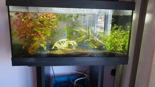 Te koop aquarium met neon tetra, gup, algeneter en garnalen, Dieren en Toebehoren, Vissen | Aquaria en Toebehoren, Zo goed als nieuw