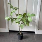 Silk-ka Kunstplant in Pot - Nieuw, Huis en Inrichting, Ophalen of Verzenden, Nieuw, Binnen