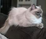 Ragdoll poes met stamboom | Getest op erfelijke ziekten, Poes, Gechipt, 0 tot 2 jaar