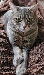 Blue point Tabby kat, 1jaar, kruising Ragdoll/Tabby +spullen, Kater, Gechipt