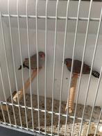 Zebravinken charcoal, Dieren en Toebehoren, Vogels | Overige Vogels, Meerdere dieren