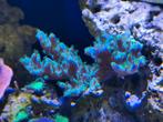 Acropora stek, sps koraal, Dieren en Toebehoren, Vissen | Aquaria en Toebehoren, Ophalen, Nieuw, Plant(en), Steen of Hout