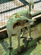 ACE: Nico is goed in omgang met mens en dier!, Dieren en Toebehoren, Honden | Niet-rashonden, Particulier, Rabiës (hondsdolheid)