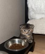 Super knappe kittens te koop !, Dieren en Toebehoren, Katten en Kittens | Overige Katten, Meerdere dieren, 0 tot 2 jaar