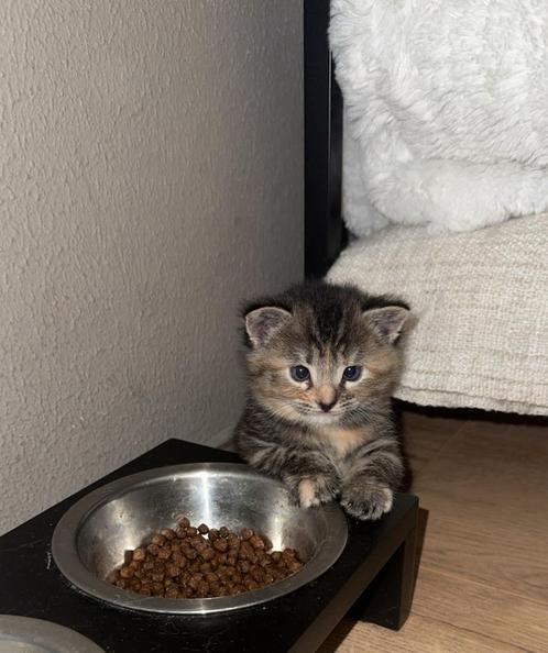 Super knappe kittens te koop !, Dieren en Toebehoren, Katten en Kittens | Overige Katten, Meerdere dieren, 0 tot 2 jaar