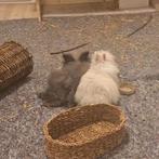 konijntjes lief stel, Dieren en Toebehoren, Ophalen, Overige typen