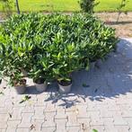 Rhododendron's,Roseum elegans,Wintergroen,Schaduw, 40-50 cm, Vaste plant, Volledige schaduw, Lente, Ophalen