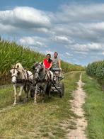 Allerleukste dubbelspan pony´s, Ruin, Recreatiepony