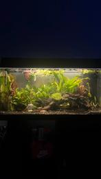 Aqarium met onderkast, Dieren en Toebehoren, Vissen | Aquaria en Toebehoren, Ophalen, Zo goed als nieuw, Leeg aquarium