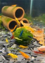 Neocaridina Kleurrijke Mix, Kreeft, Krab of Garnaal, Zoetwatervis, Schoolvis