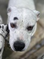 ACE: Lee, wie geeft hem nu een goede thuis?, Dieren en Toebehoren, Honden | Niet-rashonden, Particulier, Rabiës (hondsdolheid)