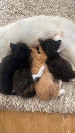 Htk kittens, Dieren en Toebehoren, Katten en Kittens | Dekkaters, 0 tot 2 jaar