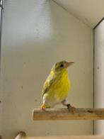 Koppeltje euopese sijdjes, isabel, 2025, Dieren en Toebehoren, Vogels | Overige Vogels, Meerdere dieren, Wildzangvogel, Geringd