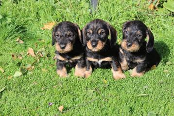 Ruwharige dwerg teckel pups  beschikbaar voor biedingen