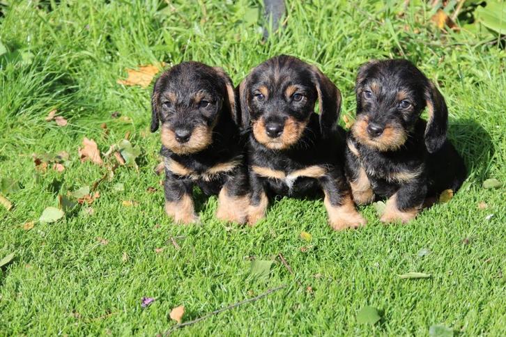Ruwharige dwerg teckel pups, Dieren en Toebehoren, Honden | Teckels en Dashonden, Meerdere dieren, Ruwhaar, Dwerg, Fokker | Professioneel