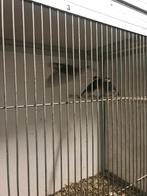 rijstvogels, Geslacht onbekend, Kleurkanarie