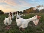 Jonge Cholmogory ganzen te koop, Dieren en Toebehoren, Pluimvee, Meerdere dieren, Gans of Zwaan