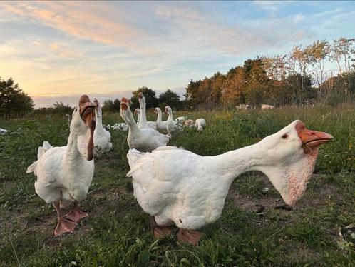 Jonge Cholmogory ganzen te koop, Dieren en Toebehoren, Pluimvee, Gans of Zwaan, Meerdere dieren