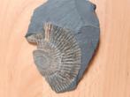 Amoniet, Ophalen of Verzenden, Mineraal