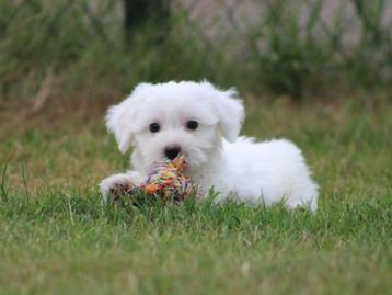 Lieve Maltezer pups. beschikbaar voor biedingen