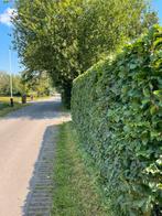 Tuinman biedt zich aan, Ophalen