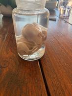 Embryo kalfje, Ophalen of Verzenden, Zo goed als nieuw