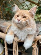 Te koop een mooie maine coon kater!, Dieren en Toebehoren, Kater